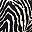 Black Grey Black Zebra