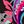 Pink Multi
