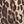 Light Brown Leopard