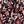 Wine Autumn Floral
