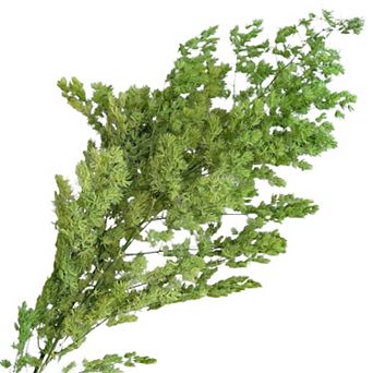 Decorative Dried Fine Leaf Stems for Home Decoration and Floral Arrangements