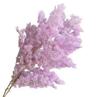 Decorative Dried Fine Leaf Stems for Home Decoration and Floral Arrangements