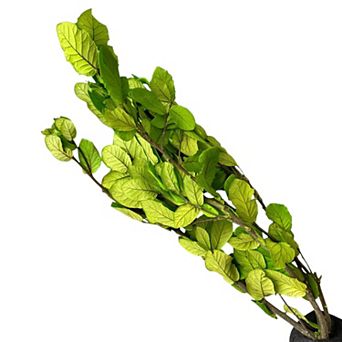 Decorative Dried Leafy Branches for Modern Home Decoration and Floral Arrangements