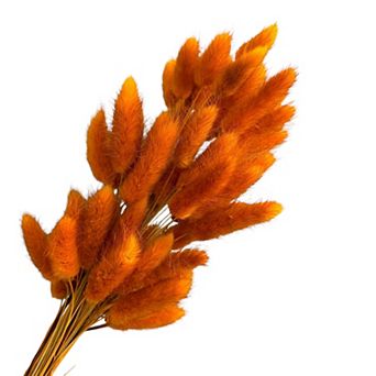 Dried Bunny Tail Grass Stems for Modern Home Decoration and Floral Arrangements