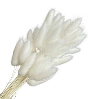 Dried Bunny Tail Grass Stems for Modern Home Decoration and Floral Arrangements
