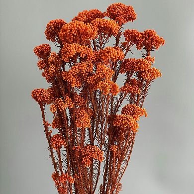 Decorative Dried Berry Stems for Home Decoration and Floral Arrangements