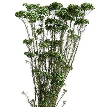 Decorative Dried Berry Stems for Home Decoration and Floral Arrangements