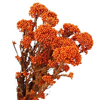 Decorative Dried Berry Stems for Home Decoration and Floral Arrangements