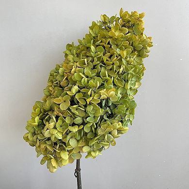 Decorative Dried Hydrangea Blooms for Home Decoration and Floral Arrangements
