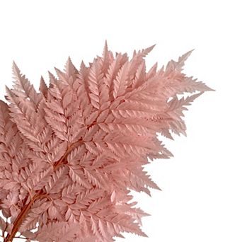 Decorative Dried Fern Leaves for Home Decoration and Floral Arrangements