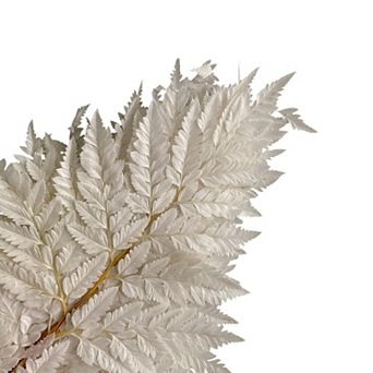 Decorative Dried Fern Leaves for Home Decoration and Floral Arrangements