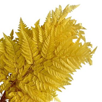 Decorative Dried Fern Leaves for Home Decoration and Floral Arrangements