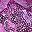 Bodacious Pink