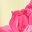 Yellow Pink