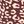 Brown Cheetah