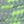 Light Gray Green