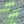 Light Gray Green