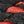 Black Red