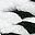 White Black