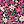 Black Pink