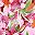 Pink Orange