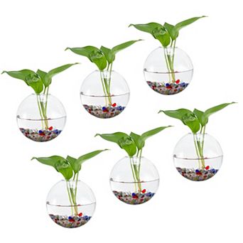 Wall Hanging Glass Terrarium Planters 6 Pack Oblate Wall-Mounted Plant Propagation Station Container