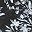 Black White Floral