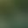 Yellow Green
