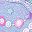 Lavendar Multi