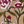 Beige Embroidery