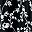 Black Floral