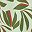 Sage Leaf Areca