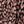 Brown Leopard