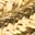 Goldenrod