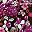 Black Berry Garland
