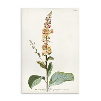 Stupell Home Decor Scientific Botanical Plant Plaque Wall Art