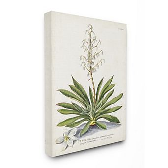 Stupell Home Decor Botanical Plant Illustration Ferns Vintage Design Canvas Wall Art