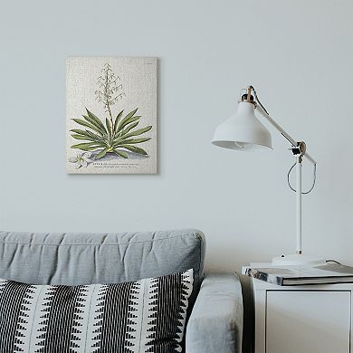 Stupell Home Decor Botanical Plant Illustration Ferns Vintage Design Canvas Wall Art
