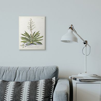 Stupell Home Decor Botanical Plant Illustration Ferns Vintage Design Plaque Wall Art