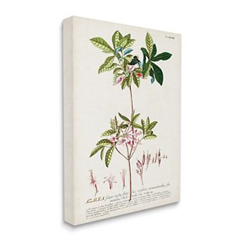 Stupell Home Decor Botanical Plant Illustration Pink Flowers Vintage Design Canvas Wall Art