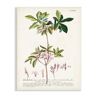 Stupell Home Decor Botanical Plant Illustration Pink Flowers Vintage Design Plaque Wall Art