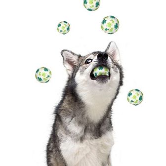 St, Patrick's Day Shamrock Dog Tennis Balls