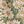 Sage Ivory