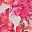 Sweet Coral Floral