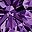 10k Gold Purple