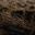 Brown Leopard