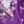 Dark Purple