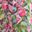 Pink Multi