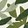 Leaf 1 Leaves 2