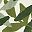Leaf 1 Leaves 3